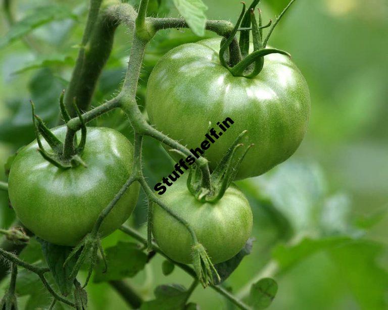 How to Ripen Tomatoes When Frost Is Coming