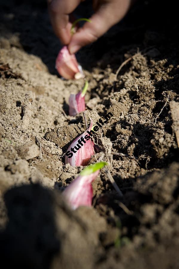 Planting Garlic in Fall and Spring