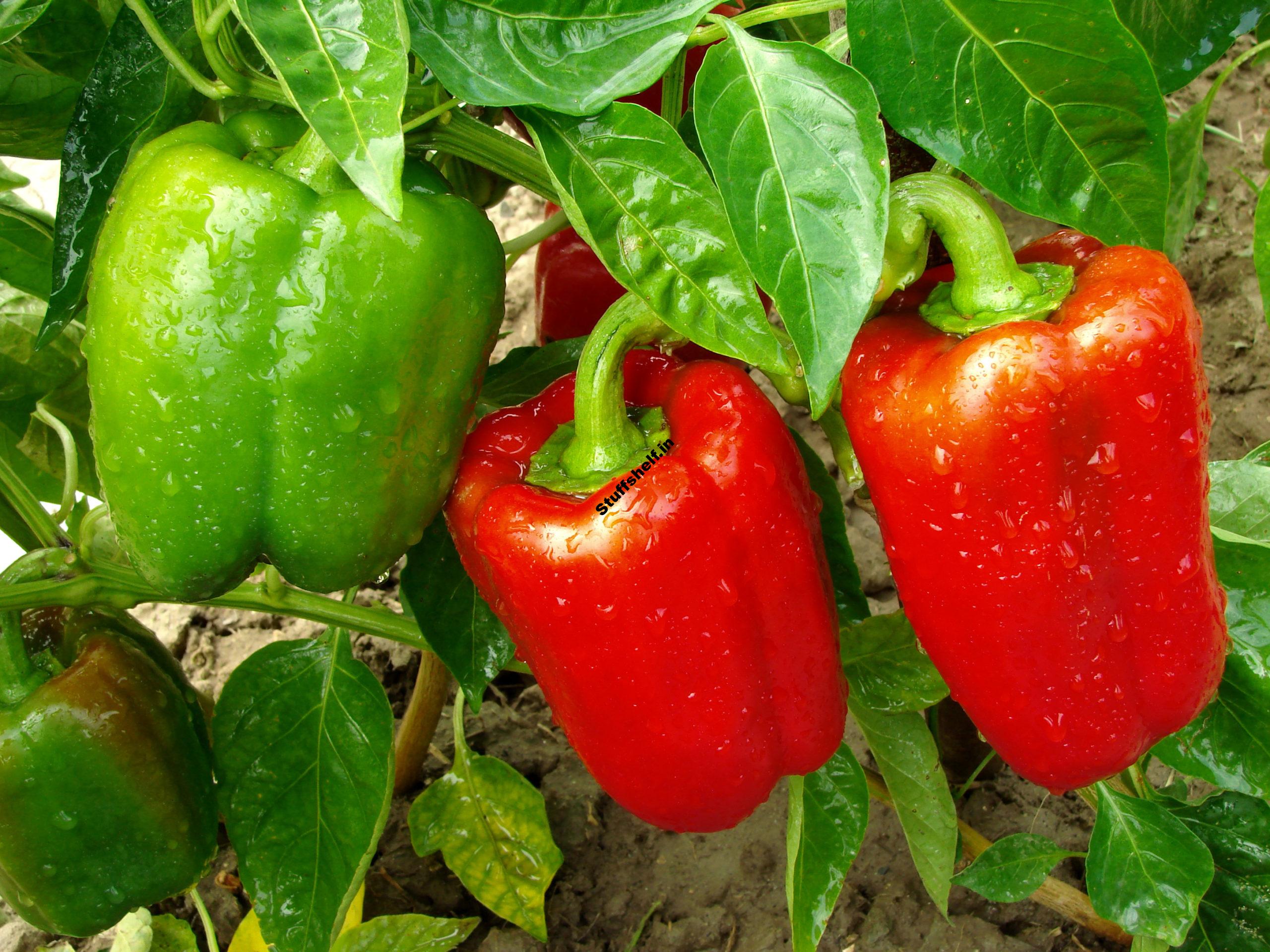 Summer Vegetable Harvest Tips Harvest to Table