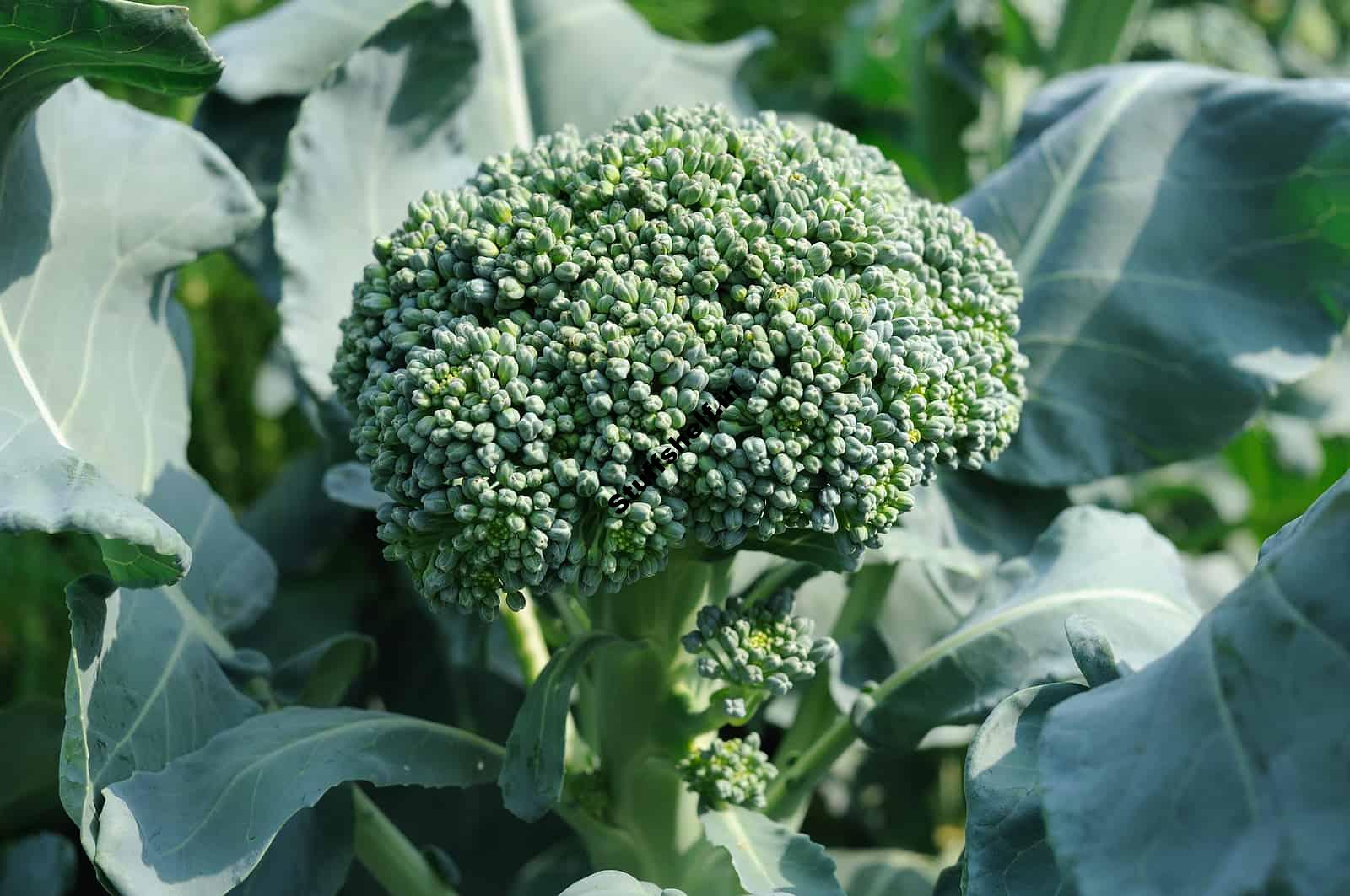 Broccoli for Cool Weather Harvest