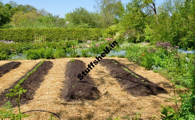 Planning and Planting the Fall Vegetable Garden