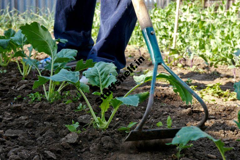 Vegetable Garden Weed Management Harvest to Table