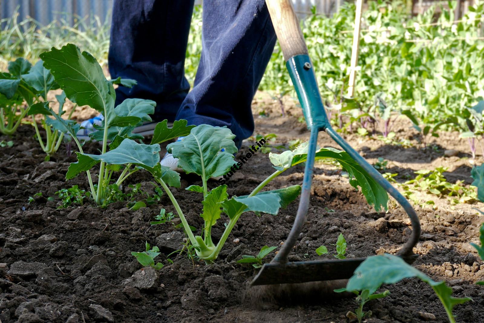 Vegetable Garden Weed Management – Harvest to Table