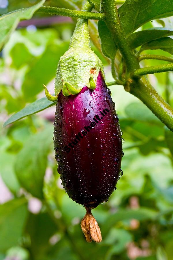 Eggplant Varieties To Grow In Your Garden