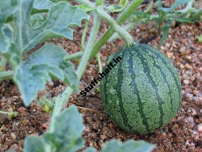 The right way to Develop Watermelon for Taste