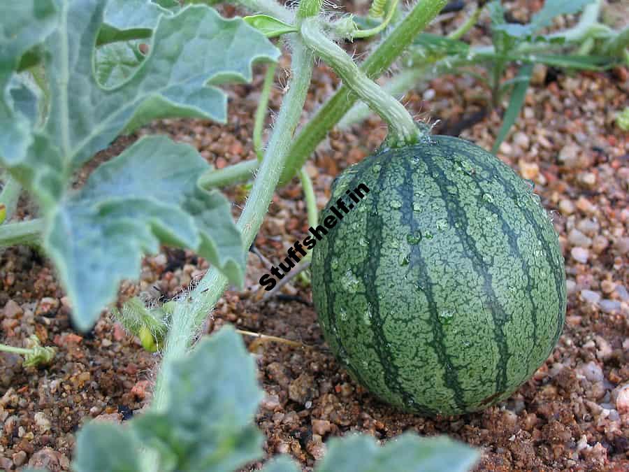 How to Grow Watermelon for Flavor