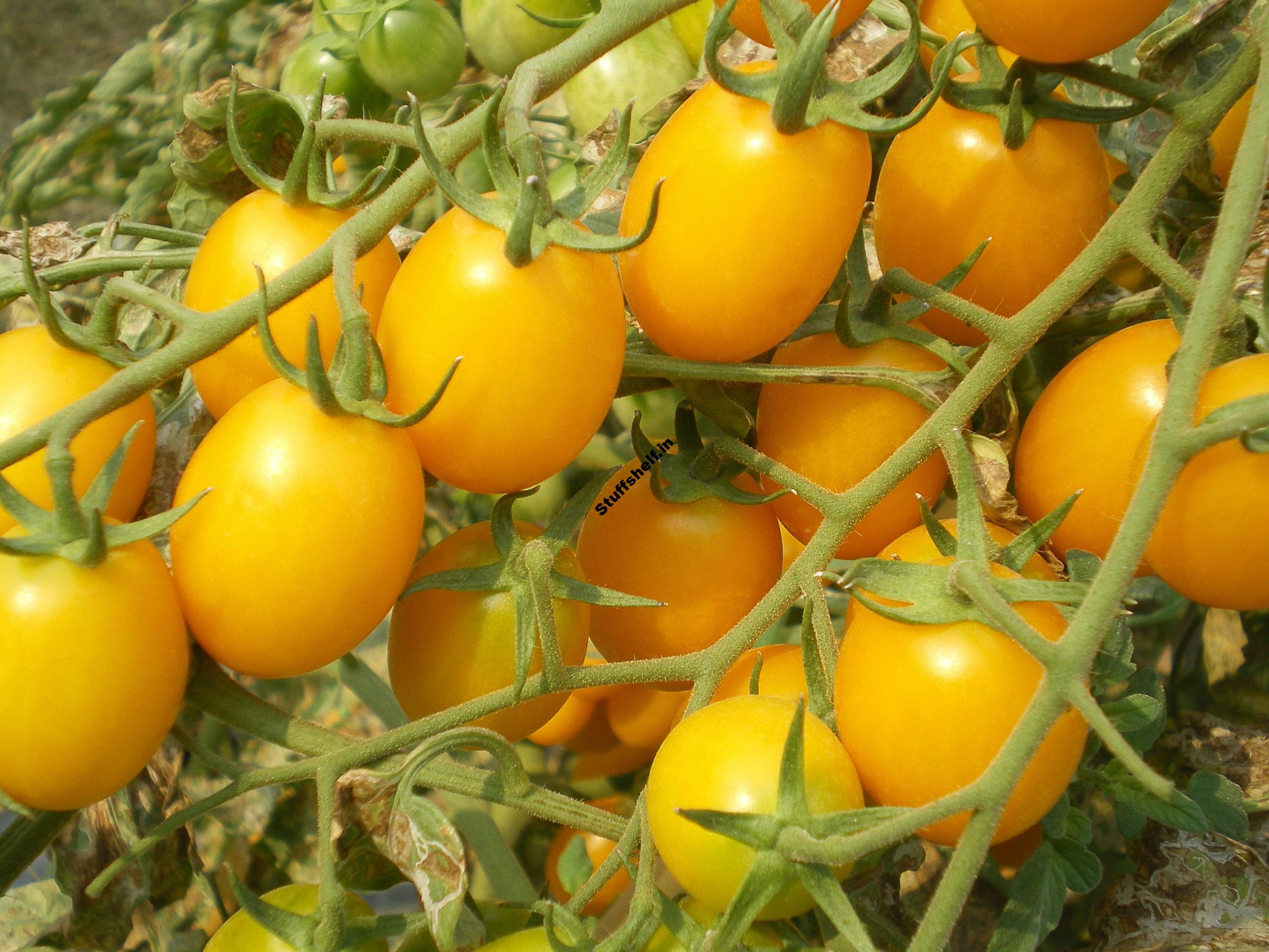 Growing Early-Season Tomatoes for Great Taste