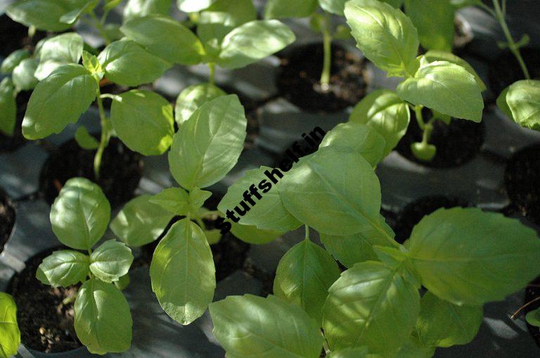 Vegetables and Herbs for Growing in Shade