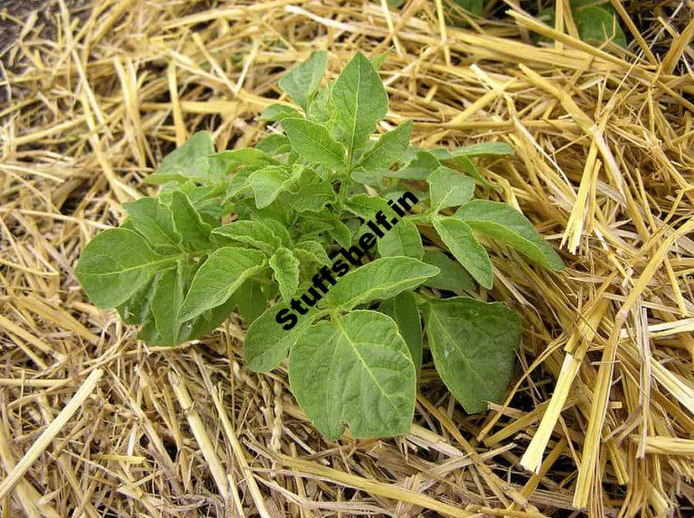 Emerging Potatoes in Trenches, Mulch, and Bins