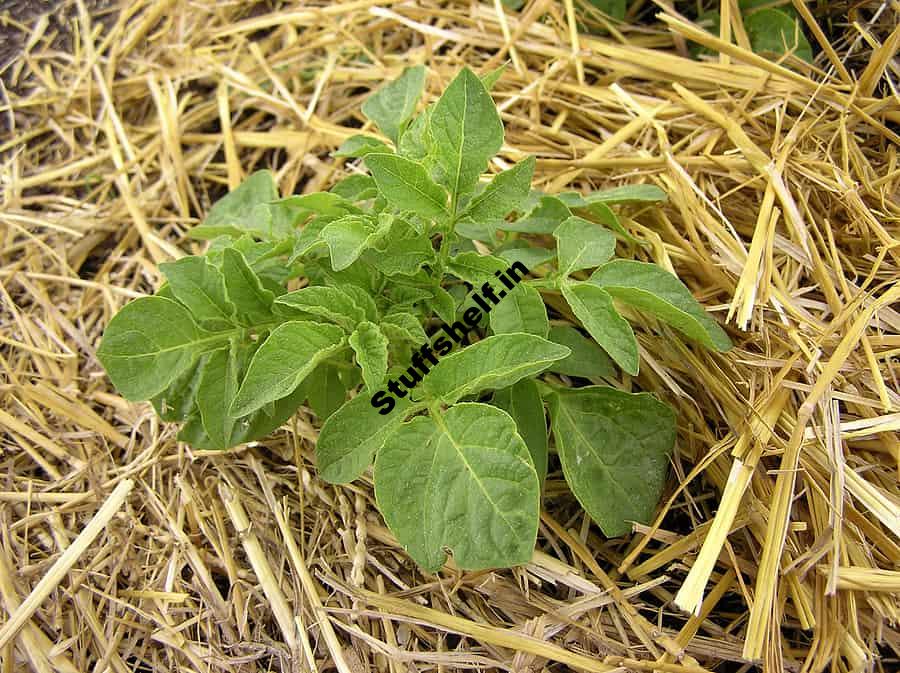 Growing Potatoes in Trenches Mulch and Containers