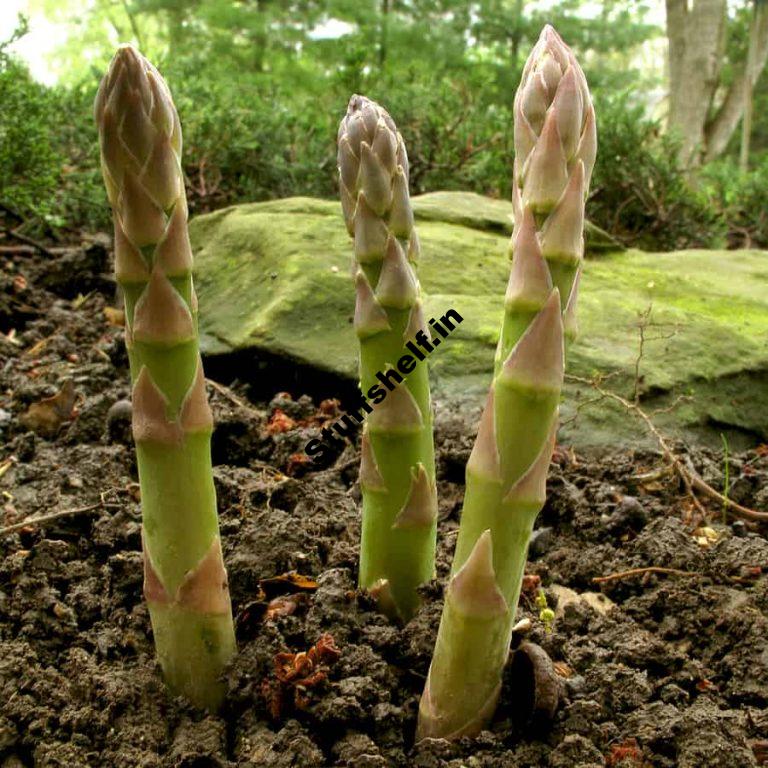 Asparagus Growing Calendar