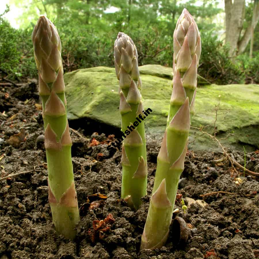 Asparagus Growing Calendar