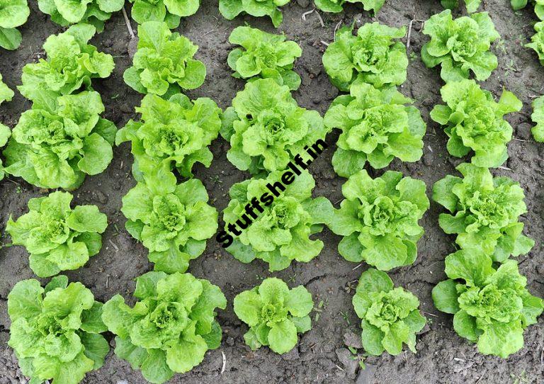 Square Foot Vegetable Garden Harvest to Table