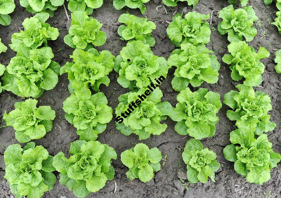 Square Foot Vegetable Garden – Harvest to Table