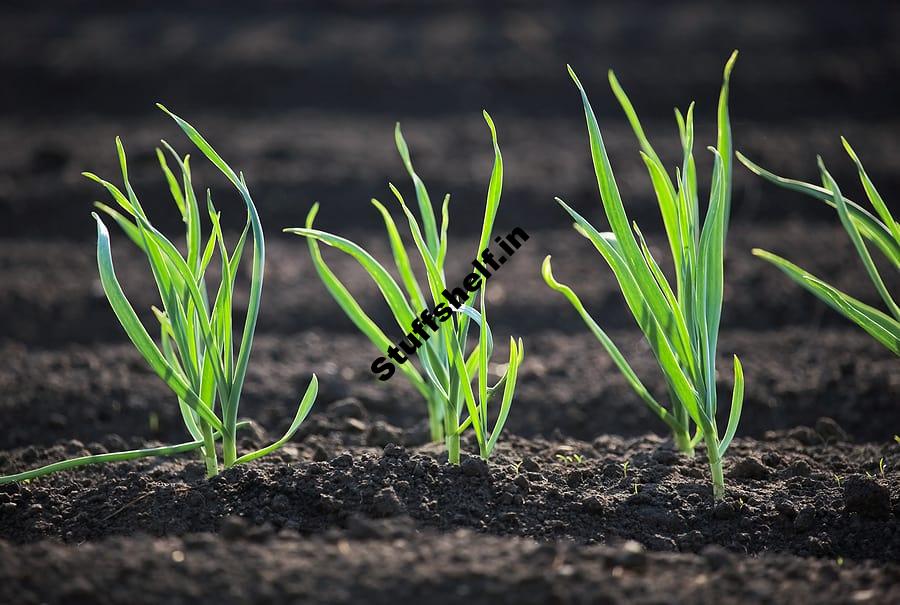 March Vegetable Garden Zone-by-Zone – Harvest to Table