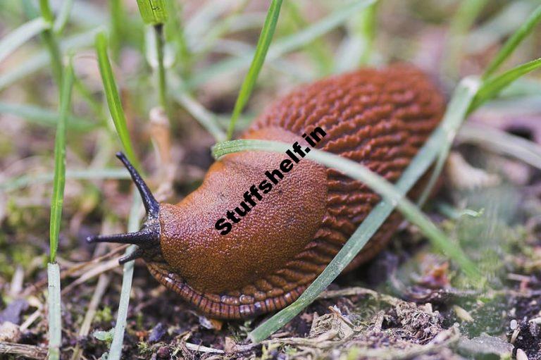 Slug and Snail Control Harvest to Table