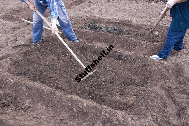 Preparing for Bean Planting Harvest to Table