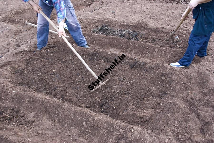 Preparing for Bean Planting Harvest to Table