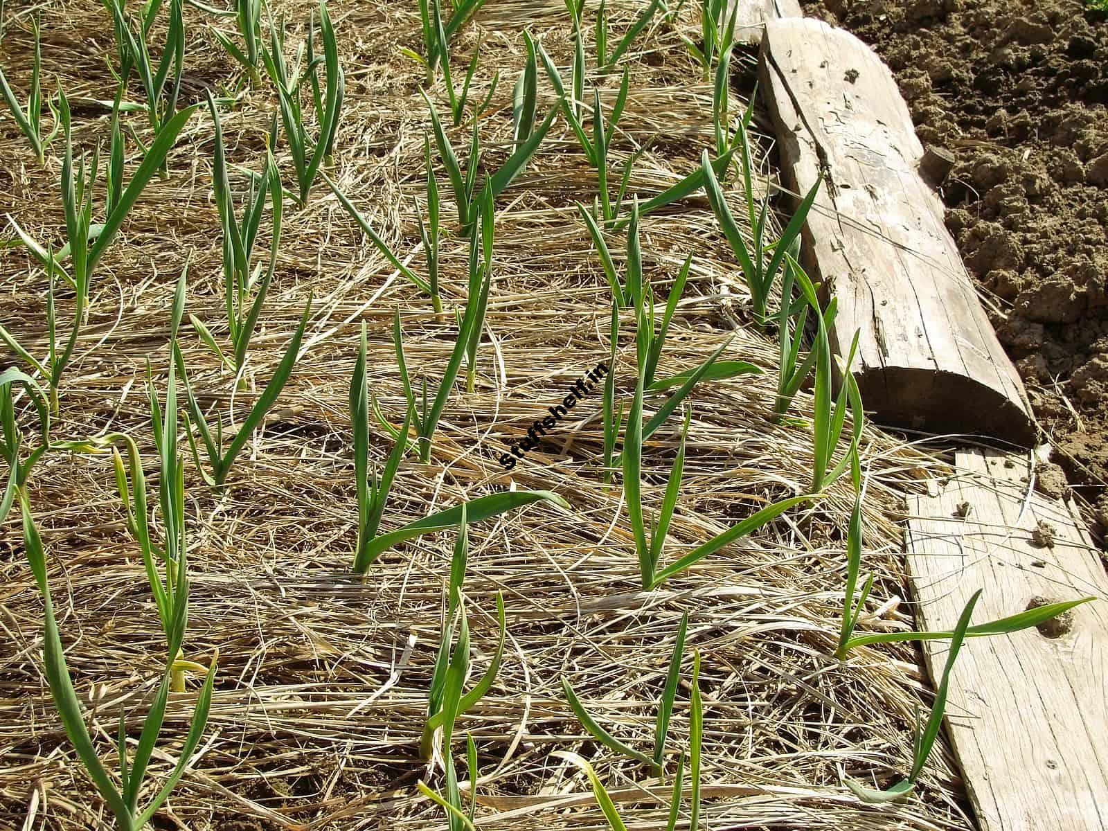 Winter Mulching – Harvest to Table