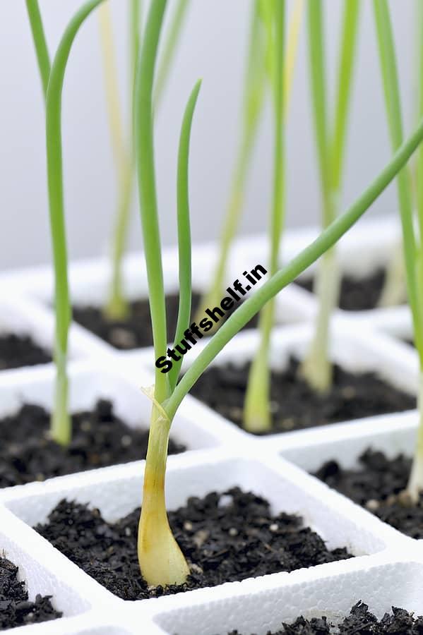 Early Season Onion Garlic Shallot Planting Tips