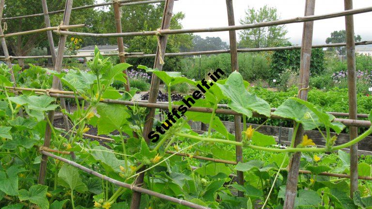 July Vegetable Garden Harvest to Table