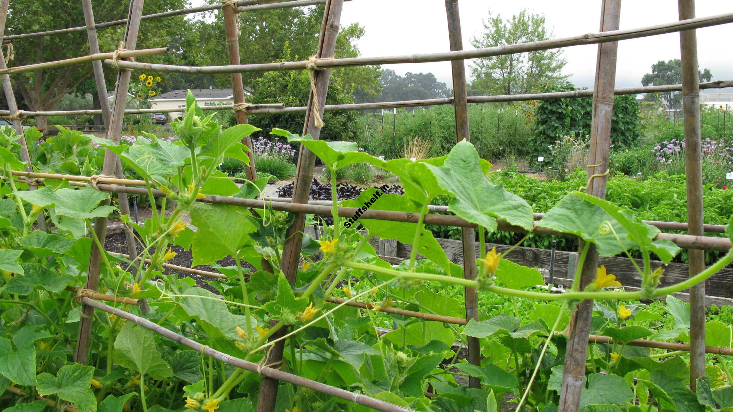 July Vegetable Garden – Harvest to Table