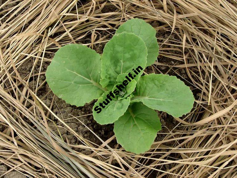 Mulch Hot Weather Vegetable Garden Protection