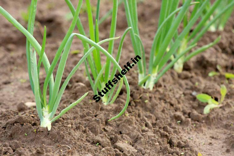 Onion Growing Tips Harvest to Table