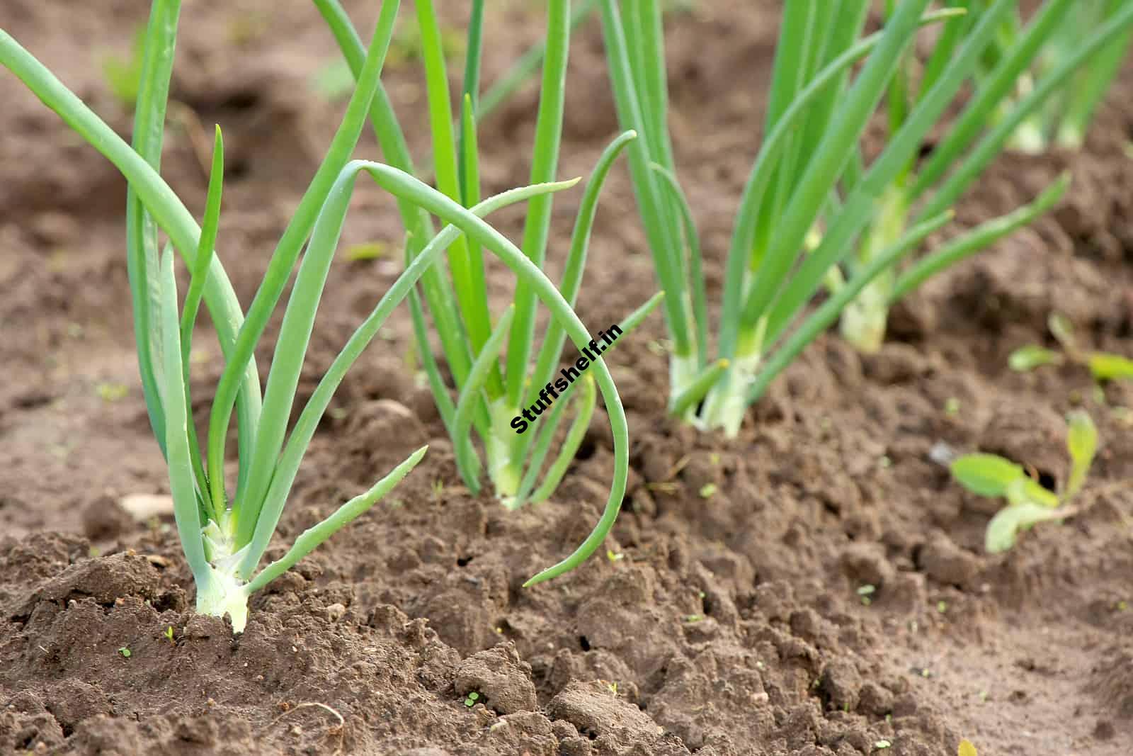 Onion Growing Tips Harvest to Table