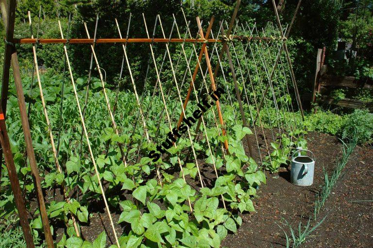 Small Vegetable Garden Space Savers