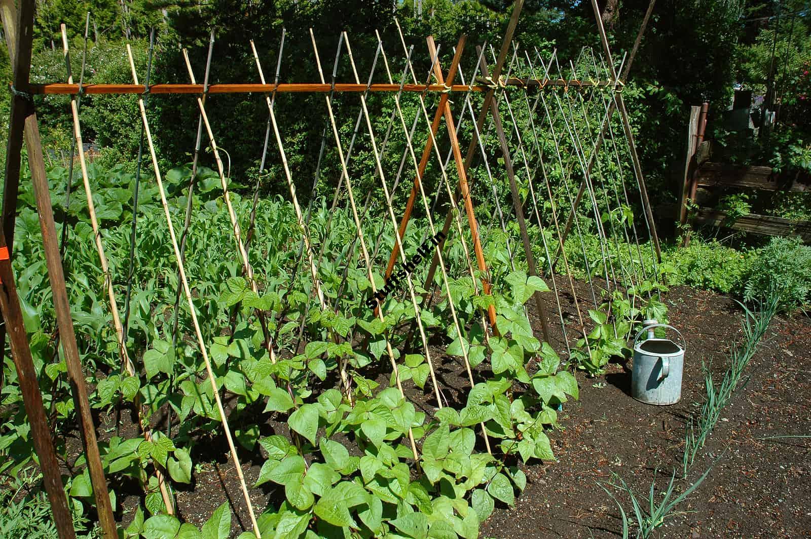 Small Vegetable Garden Space Savers