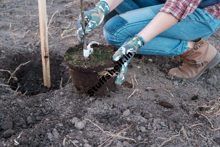 Planting Bare Root Fruit Trees and Vines