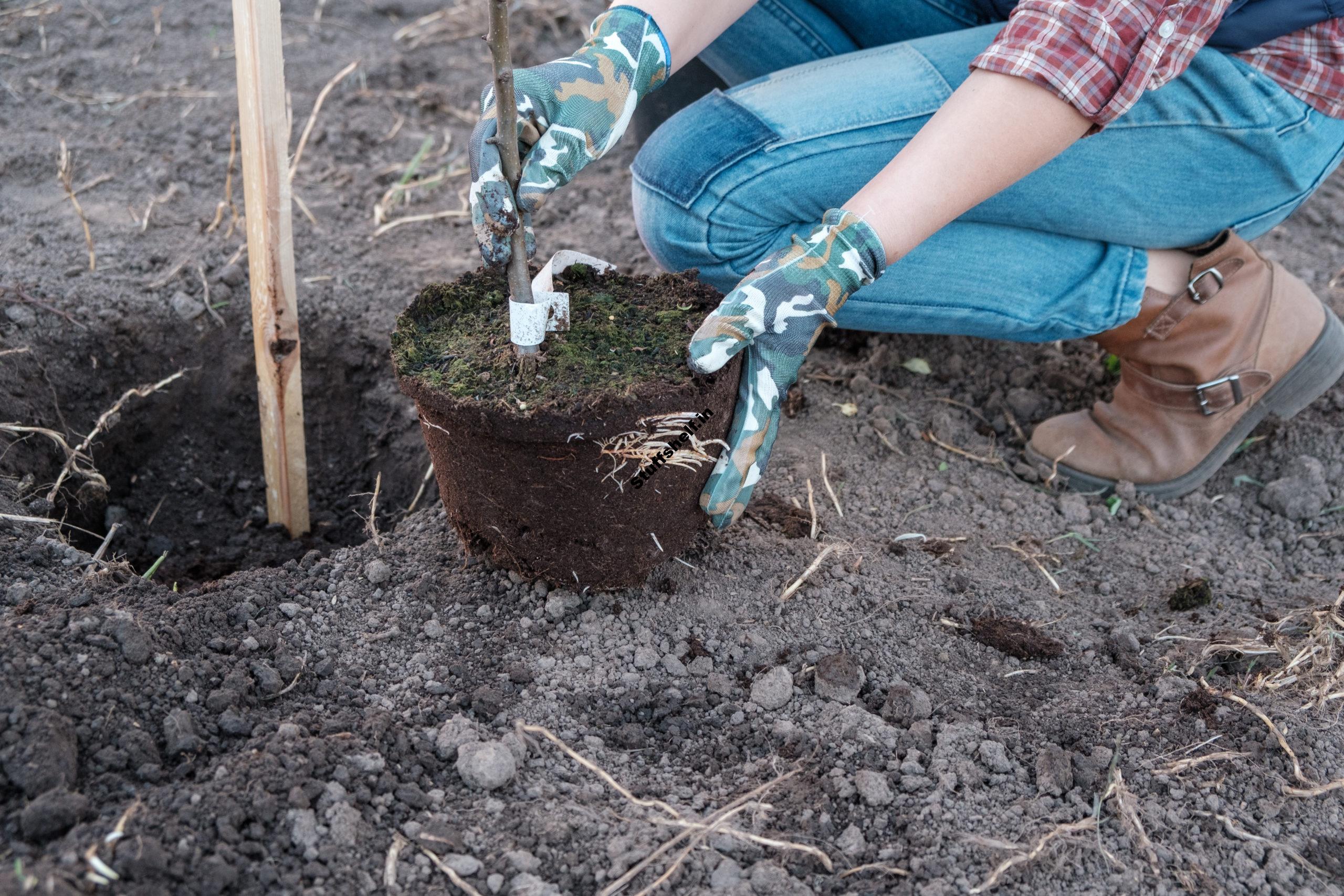 Planting Bare Root Fruit Trees and Vines