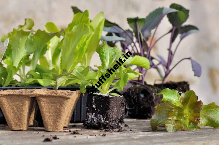 Lettuce Seed Starting Harvest to Table