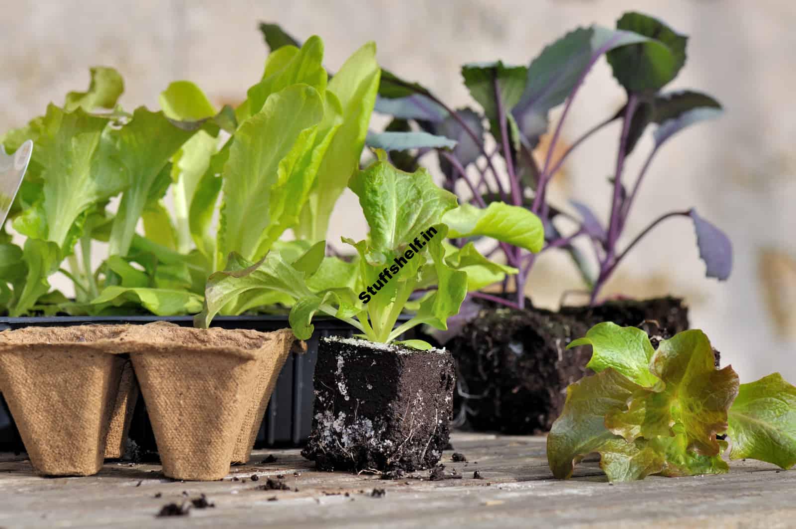 Lettuce Seed Starting Harvest to Table