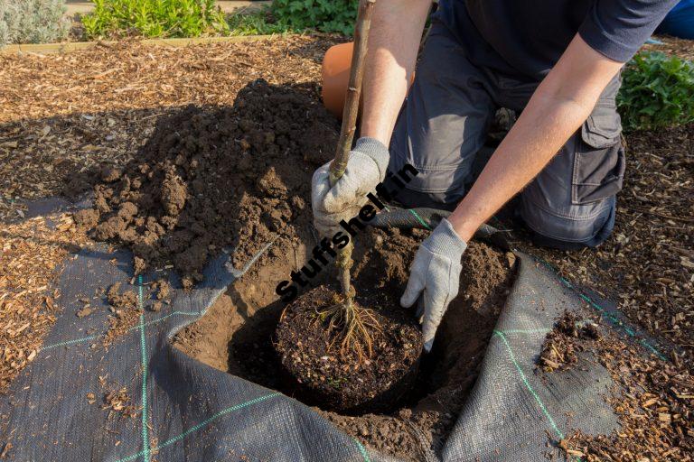 Bare Root Planting Harvest to Table