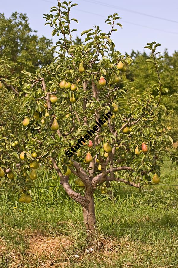 Pear Pruning Harvest to Table