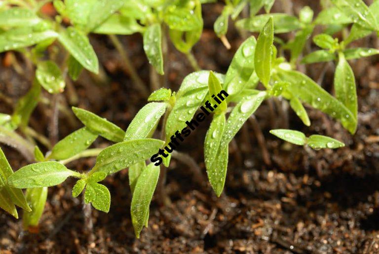 Tomato Seed Starting Harvest to Table