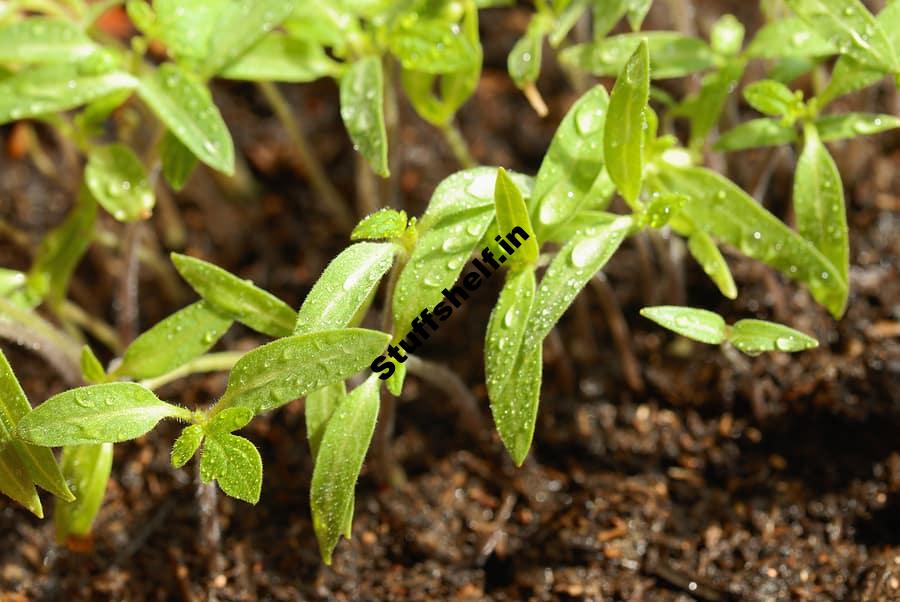 Tomato Seed Starting Harvest to Table