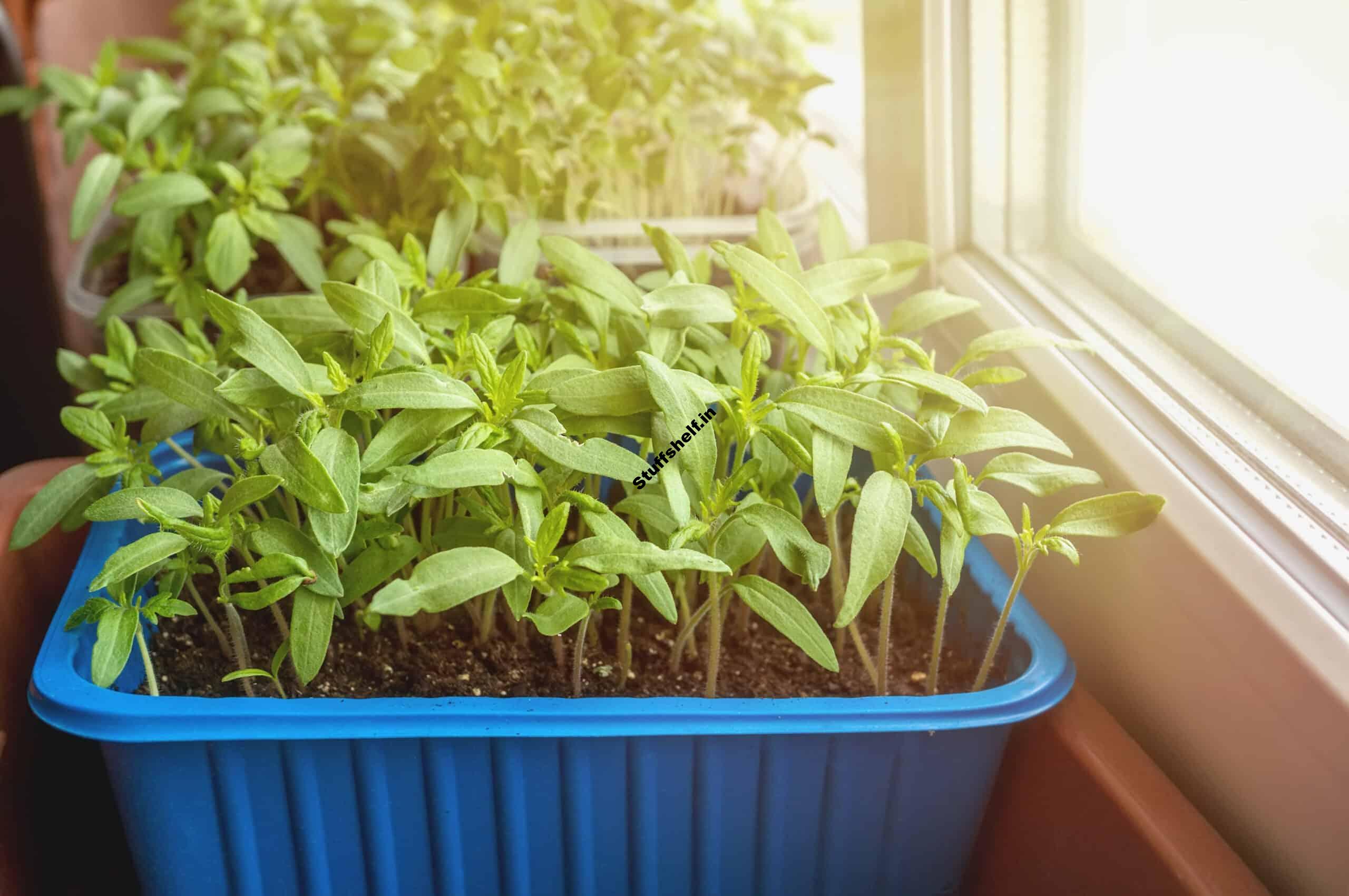 Vegetables to Seed Start Indoors