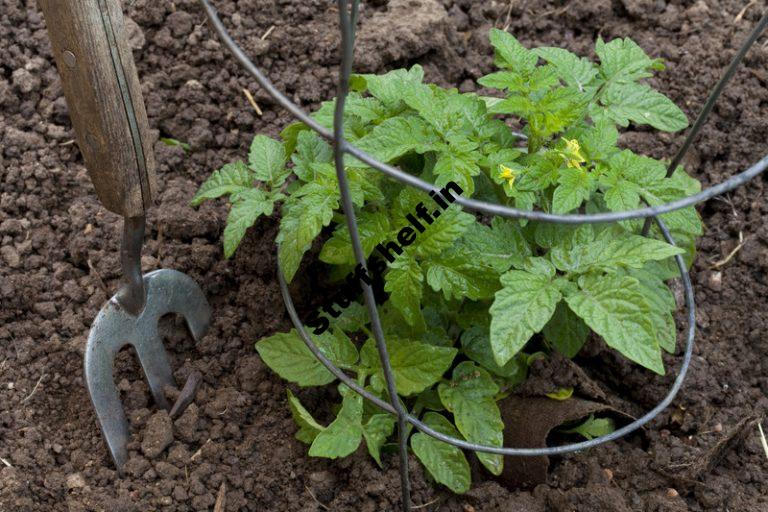 Tomato Growing Simple Secrets for Success