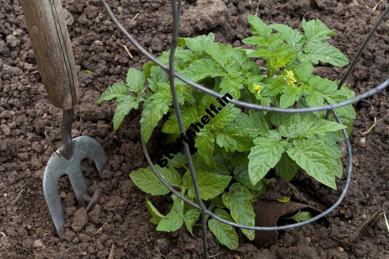 Tomato Growing: Simple Secrets for Success