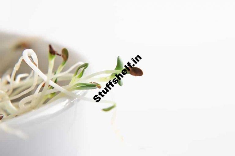 Seed Sprouts for Eating Harvest to Table