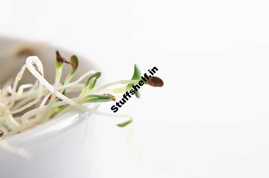 Seed Sprouts for Eating – Harvest to Table