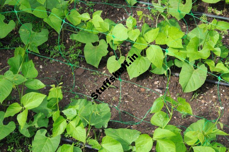 How to Grow Lentils Harvest to Table