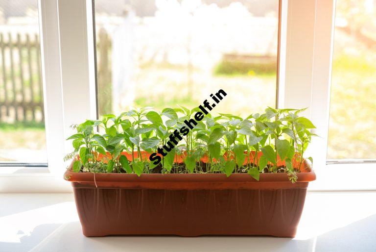 Windowsill Gardening Harvest to Table