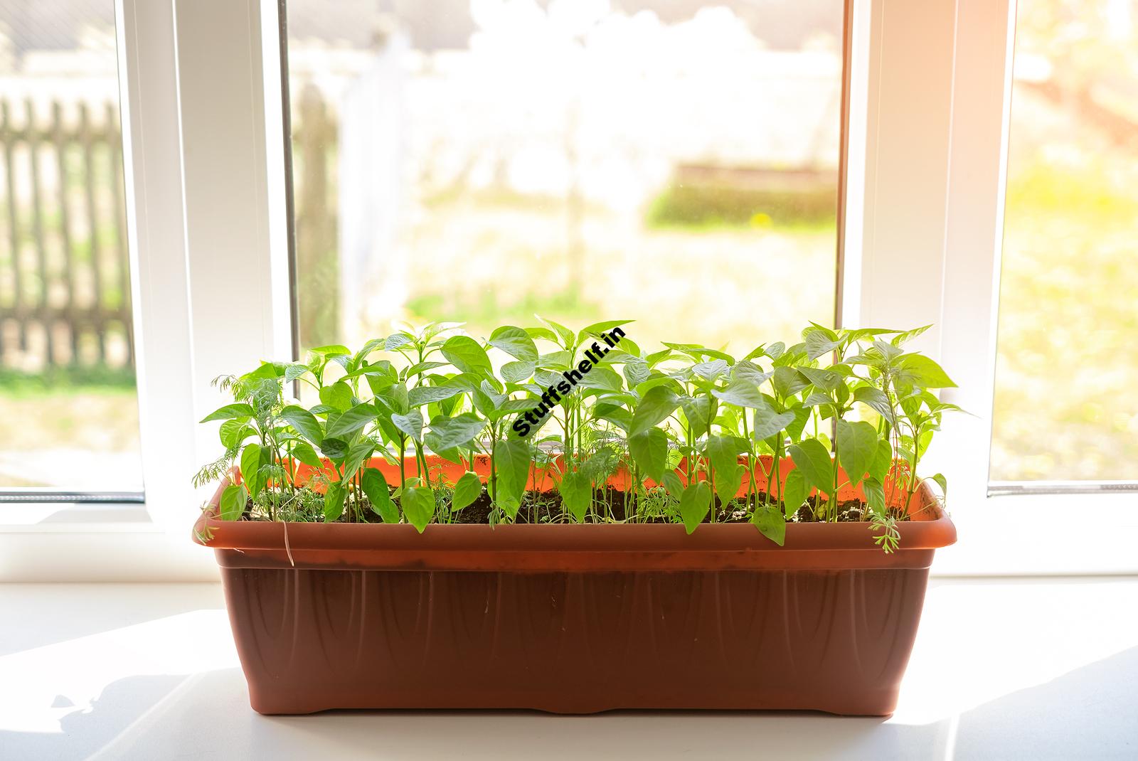 Windowsill Gardening – Harvest to Table