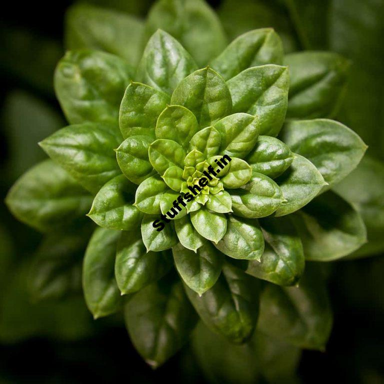 Spinach Growing Problems Answered