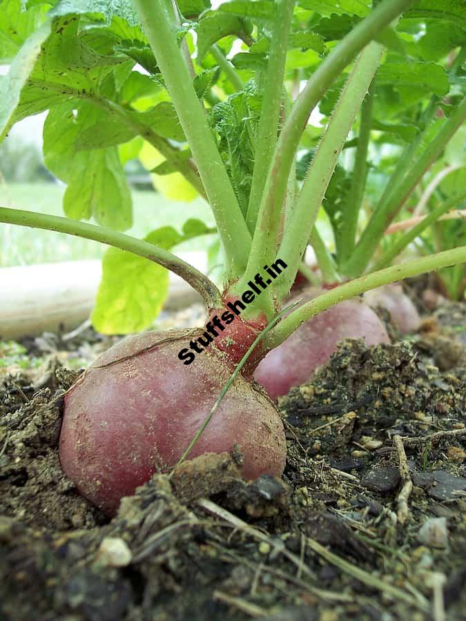 Radish Growing Problems and Solutions