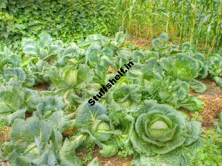 Cabbage Growing Problem Solutions